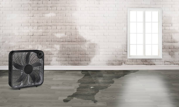 Best Water damage restoration near me  in Cecilia, LA