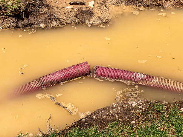 Best Flood restoration services  in Cecilia, LA